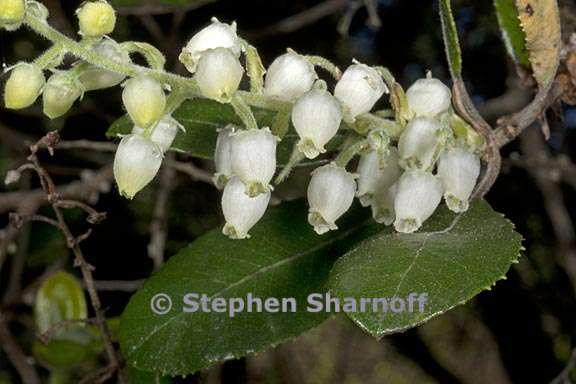 comarostaphylos diversifolia var planifolia 2 graphic